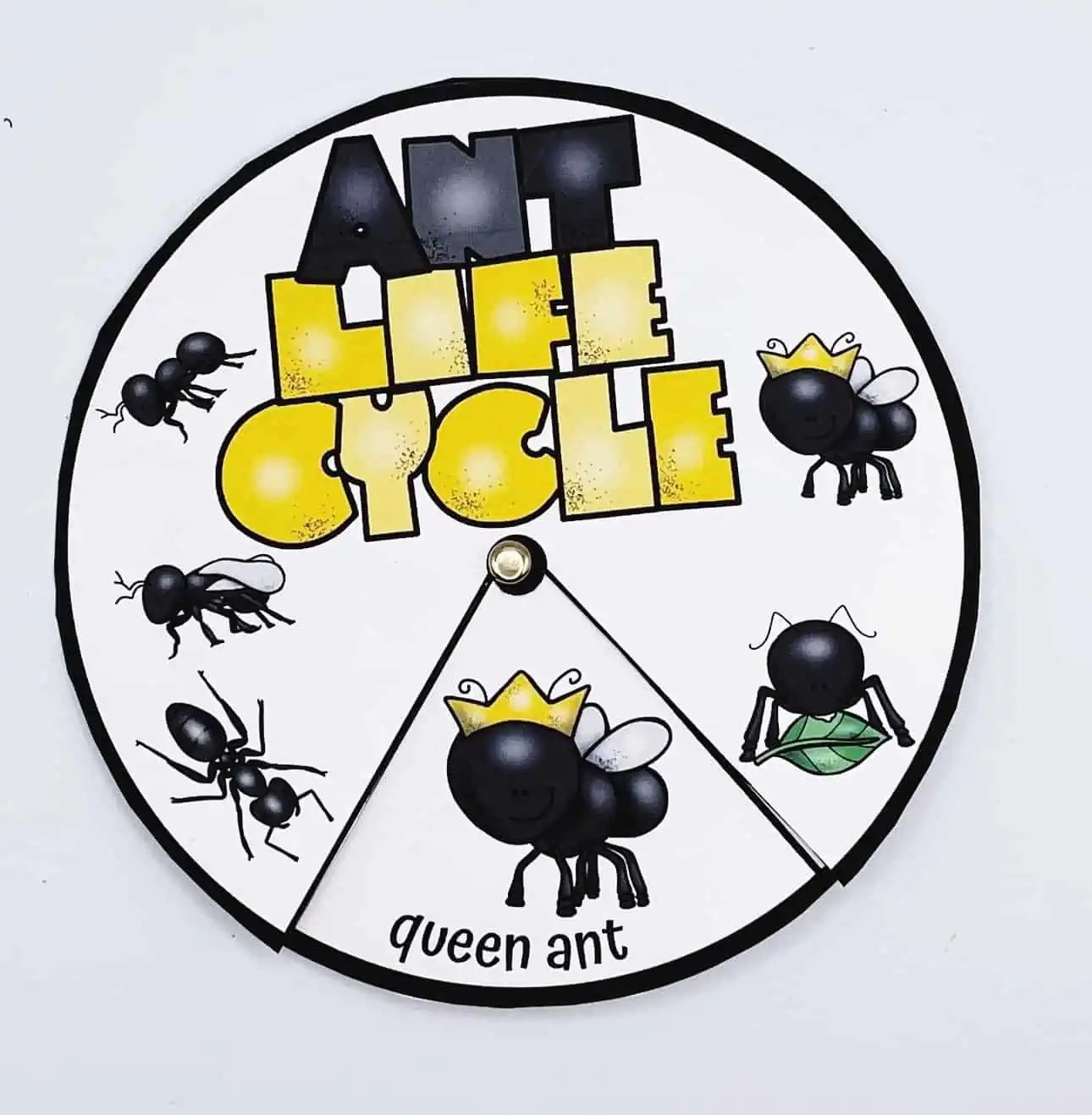 ant life cycle spinner wheel