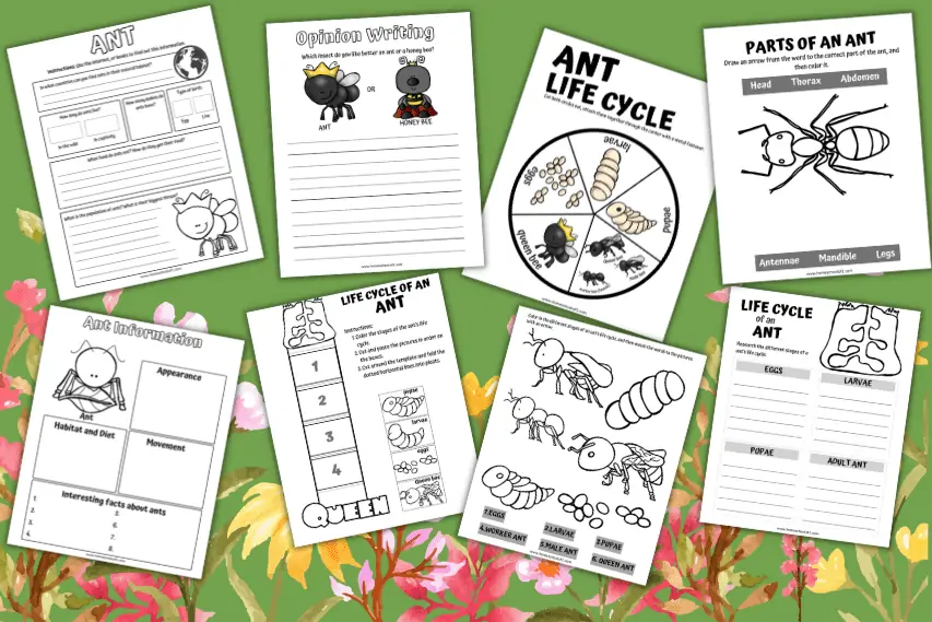 Free Ant Life Cycle Worksheets