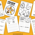 chicken life cycle worksheets
