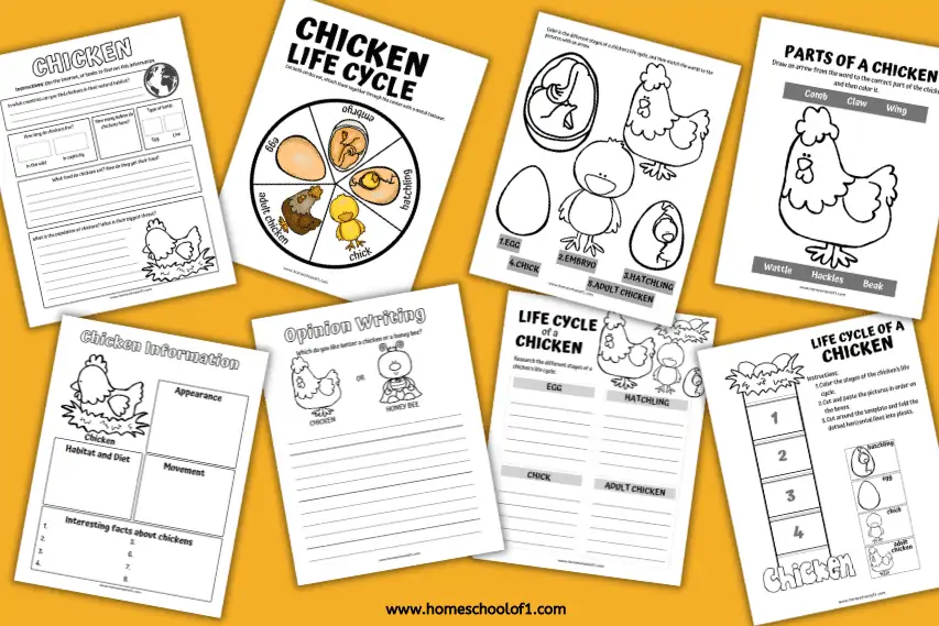 Free Life Cycle of a Chicken Worksheets