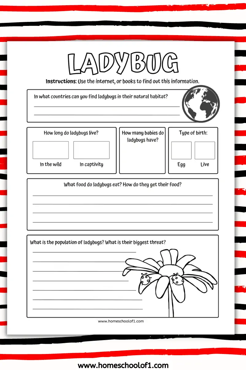 ladybug worksheet