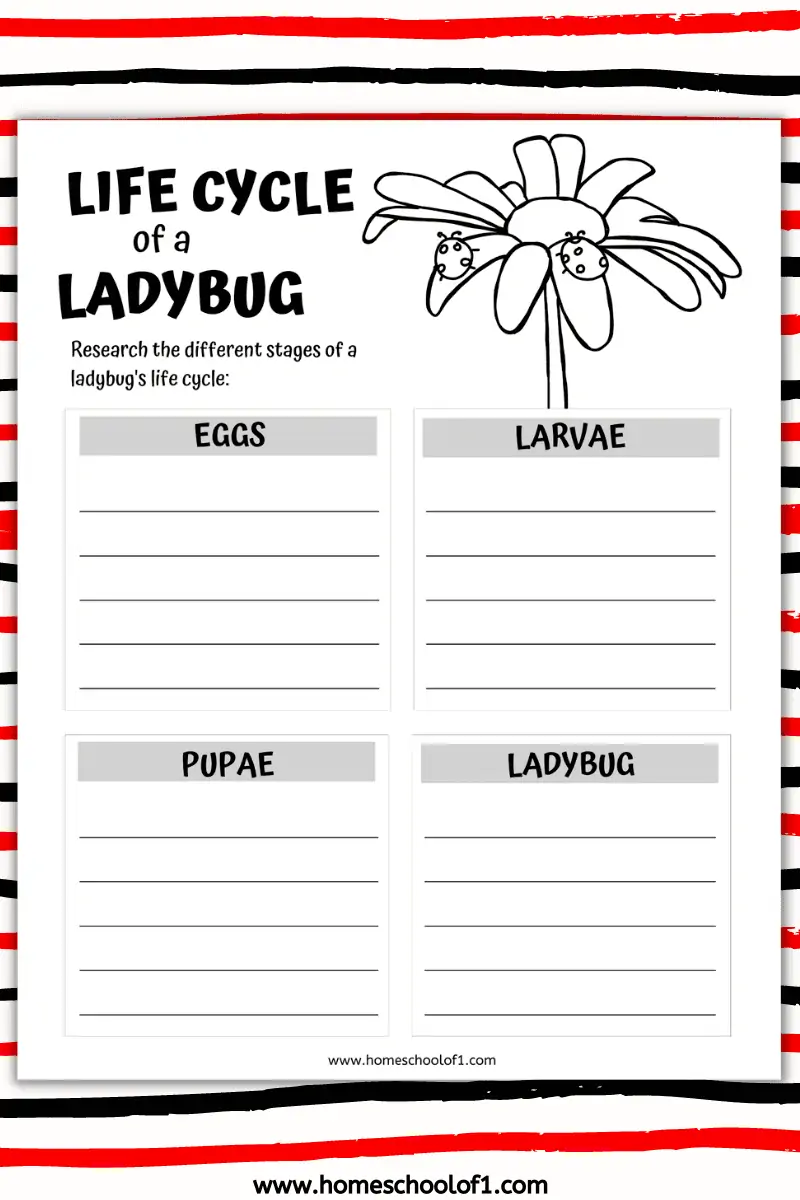 life cycle of a ladybird