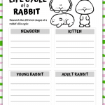 life cycle of a rabbit