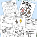 life cycle of a rabbit worksheet