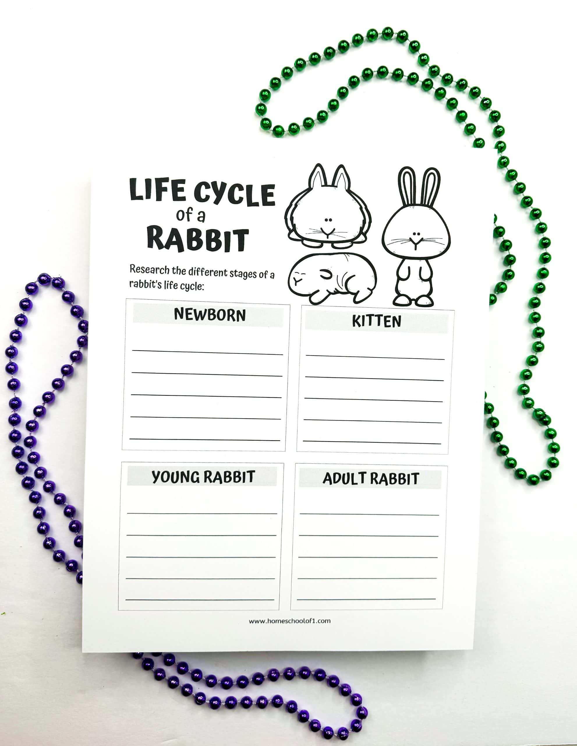A printable worksheet titled “Life Cycle of a Rabbit” includes four labeled sections—Newborn, Kitten, Young Rabbit, and Adult Rabbit—each with lines for students to write facts about that life stage. Cute black-and-white illustrations of rabbits at various stages decorate the top of the page. The worksheet is placed on a white surface surrounded by green and purple bead necklaces.

