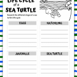 life cycle of a sea turtle