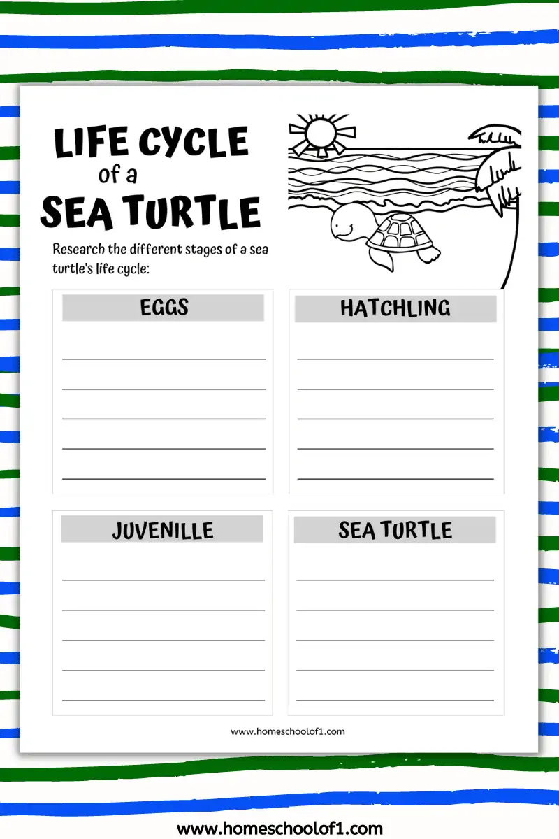 life cycle of a sea turtle