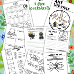 life cycle of an ant worksheets