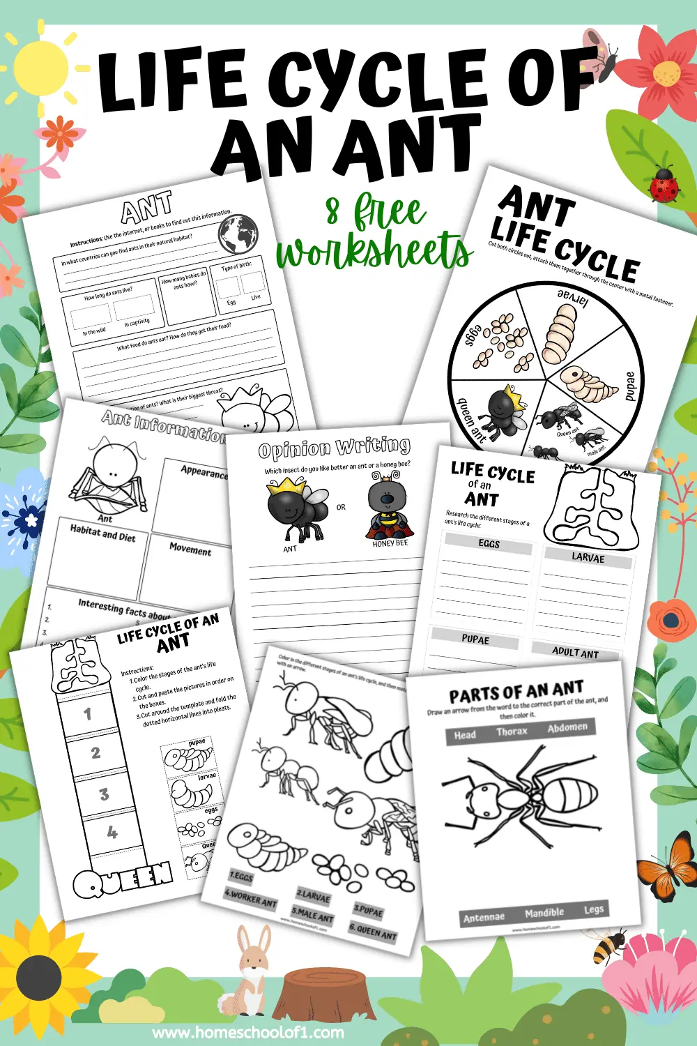 life cycle of an ant worksheets