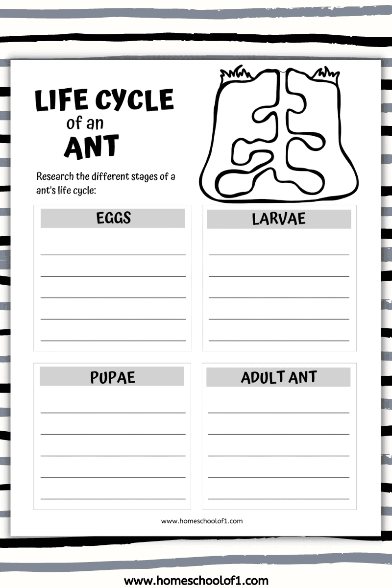 life cycle of an ant