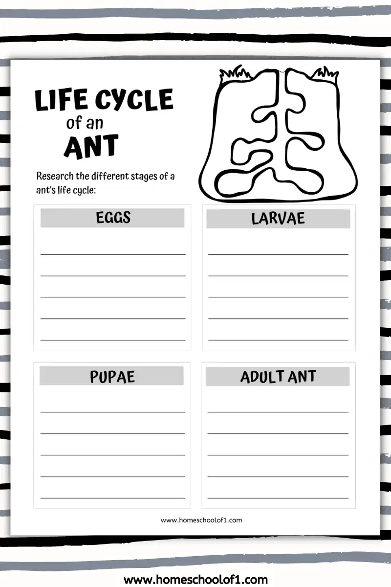 life cycle of an ant