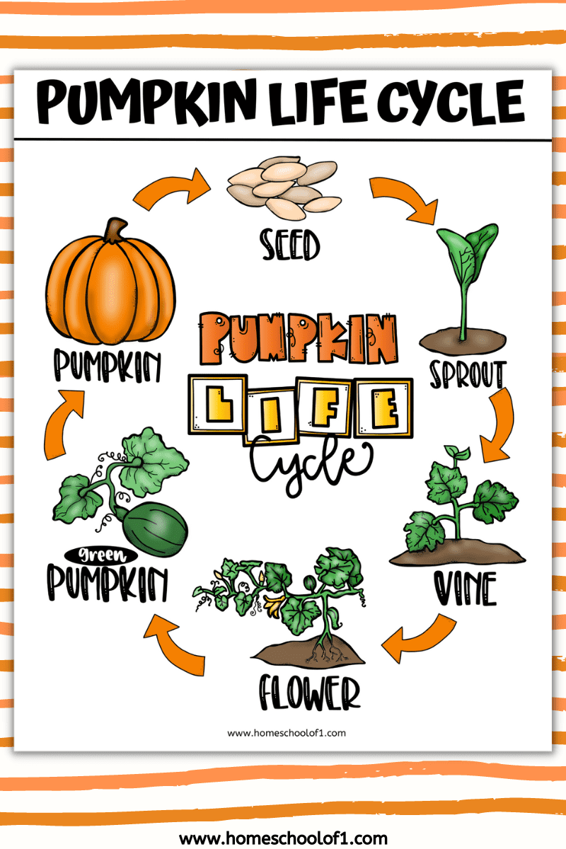 pumpkin life cycle poster