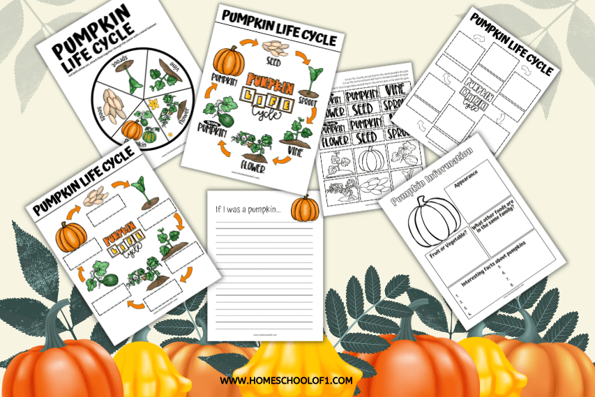 pumpkin life cycle