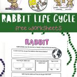 rabbit life cycle worksheets