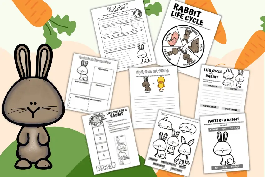 Free Life Cycle of a Rabbit Worksheet for Kids