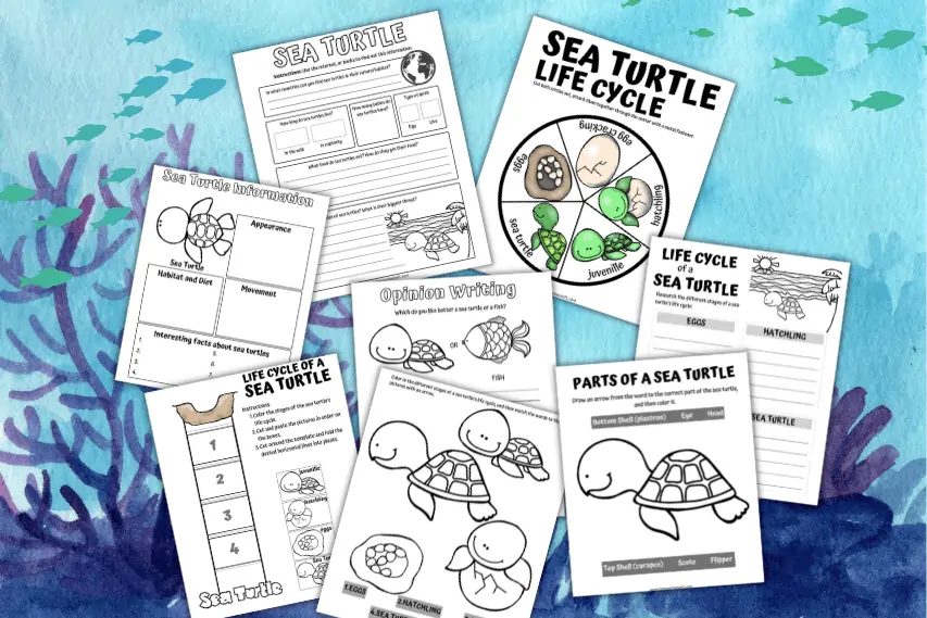 Free Sea Turtle Life Cycle Worksheet for Kids
