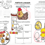 colorful chicken life cycle worksheet bundle, including diagrams of egg to adult stages, parts of a chicken labeling activity, and a rotating life cycle wheel. Features cartoon-style illustrations and red-and-yellow title text that reads “Life Cycle of a Chicken Worksheet.”