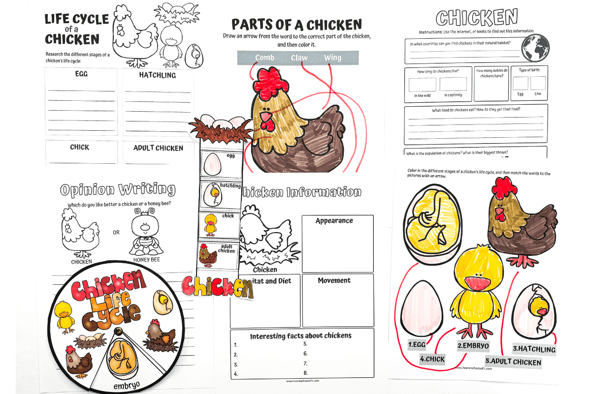 colorful chicken life cycle worksheet bundle, including diagrams of egg to adult stages, parts of a chicken labeling activity, and a rotating life cycle wheel. Features cartoon-style illustrations and red-and-yellow title text that reads “Life Cycle of a Chicken Worksheet.”