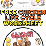 free chicken life cycle worksheet