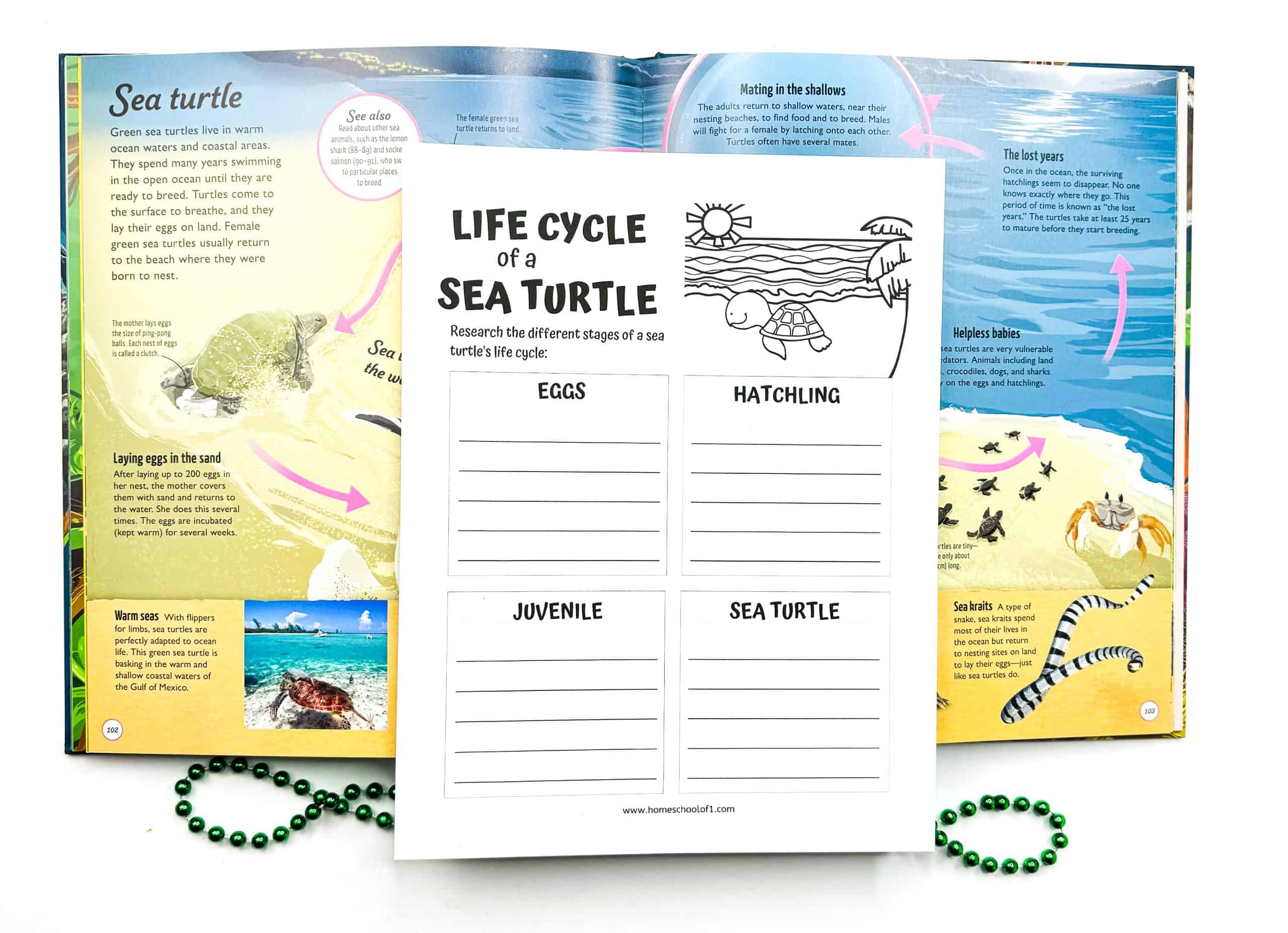 A Life Cycle of a Sea Turtle worksheet for kids, with labeled sections for Eggs, Hatchling, Juvenile, and Sea Turtle, designed to help students research and record information about each stage. The worksheet is placed on top of an open educational book spread about sea turtles, featuring colorful illustrations and facts about their life cycle, mating, and threats. Green beaded necklaces decorate the background.