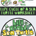 life cycle of a sea turtle worksheets