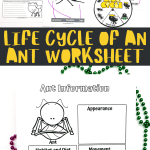 life cycle of an ant worksheets