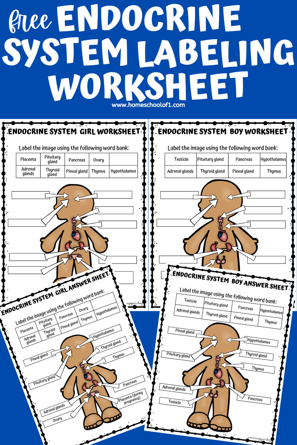 endocrine system labeling worksheets