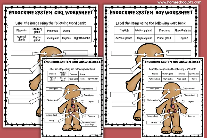 Free Endocrine System Labeling Worksheet For Kids