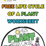 Free printable life cycle of a plant worksheet set including parts of a plant, growth stages, and a rotating spinner wheel.