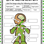 free lymphatic system labeling worksheet