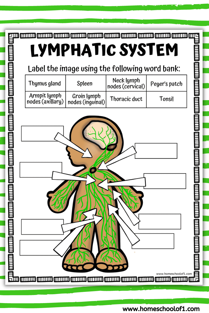 Free Lymphatic System Labeling Worksheet For Kids