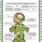 lymphatic system labeling answer sheet