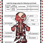muscular system answer sheet