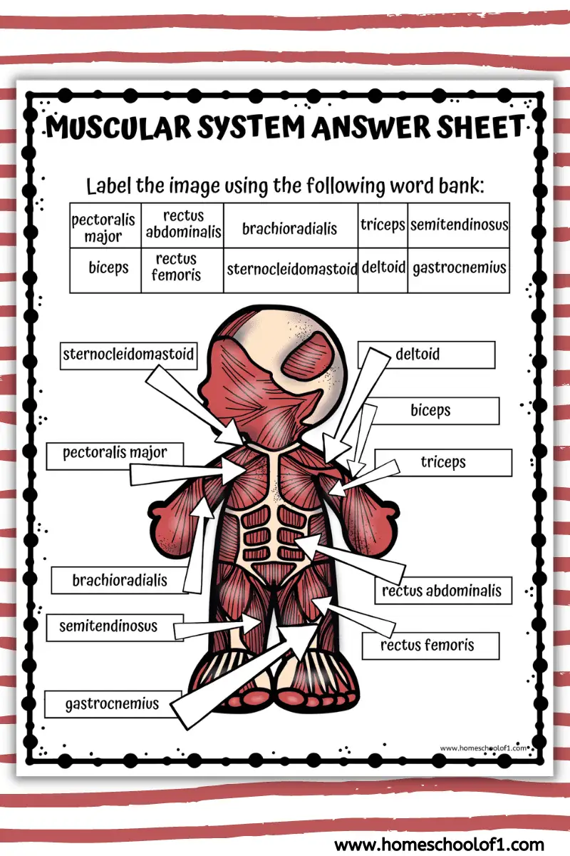 muscular system answer sheet