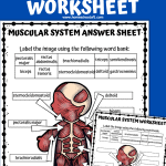 muscular system labeling worksheet