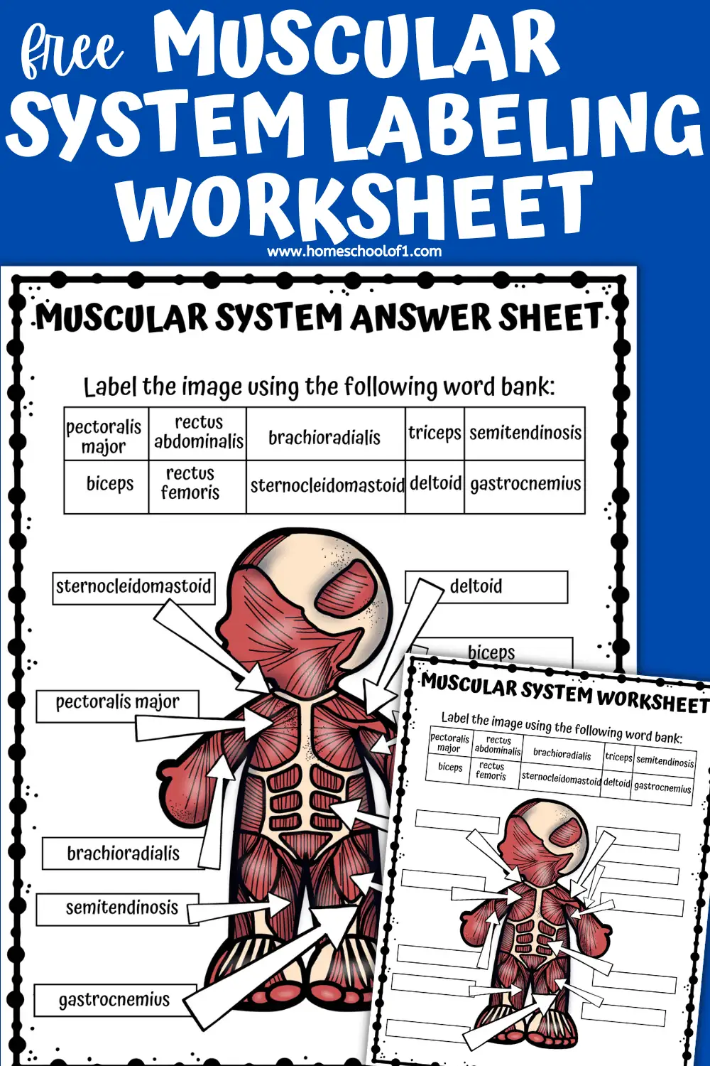 muscular system labeling worksheet