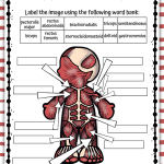 muscular system printable