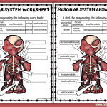 muscular system worksheet