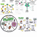 Printable plant life cycle PDF showing stages from seed to mature plant, parts of a plant, and what plants need to grow.