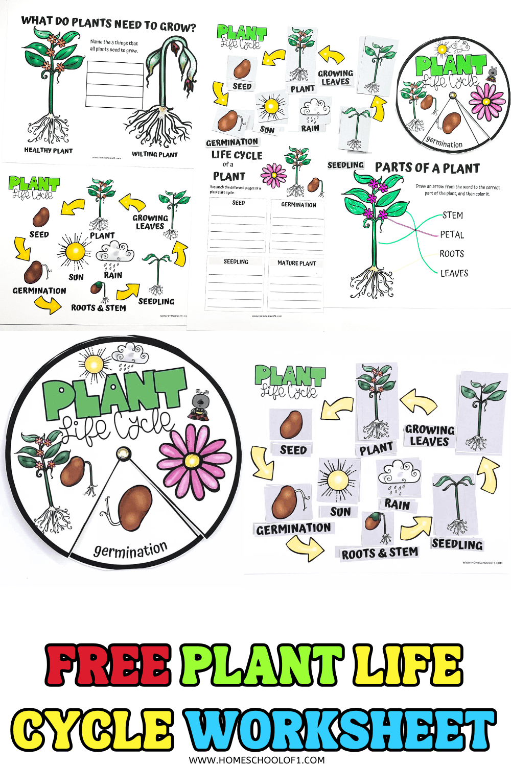 Printable plant life cycle PDF showing stages from seed to mature plant, parts of a plant, and what plants need to grow.

