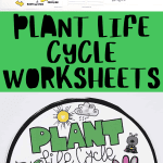 plant life cycle worksheets