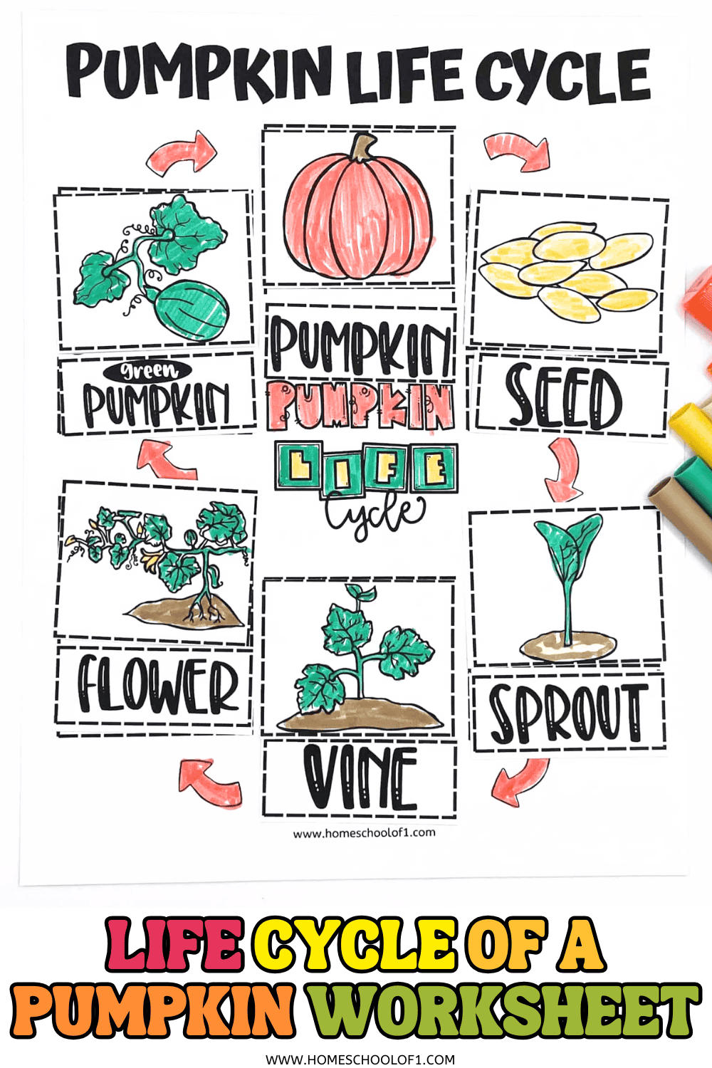 Free printable life cycle of a pumpkin worksheet showing six stages—seed, sprout, vine, flower, green pumpkin, and orange pumpkin—illustrated with colorful hand-drawn images for kids.