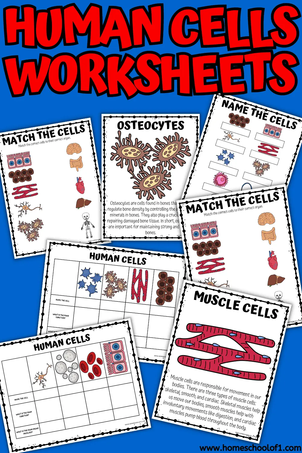 HUMAN CELLS PRINTABLES