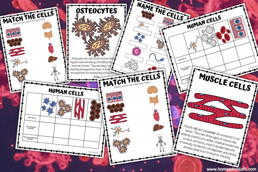HUMAN CELLS WORKSHEET