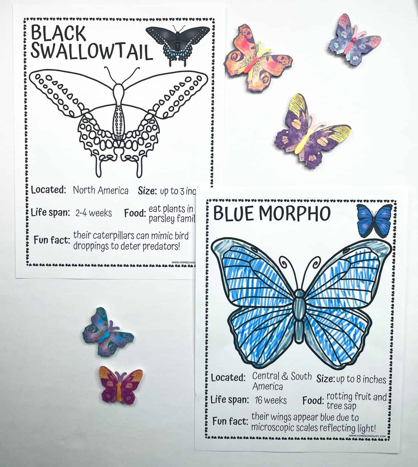 Two butterfly educational coloring pages feature the Black Swallowtail and Blue Morpho species. The Blue Morpho page is colored in vivid blue tones, while the Black Swallowtail is uncolored. Each worksheet includes details like size, location, diet, lifespan, and a fun fact. Colorful decorative paper butterflies are scattered around the pages.