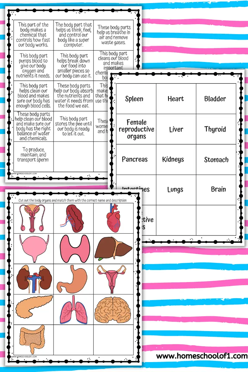 body organs game