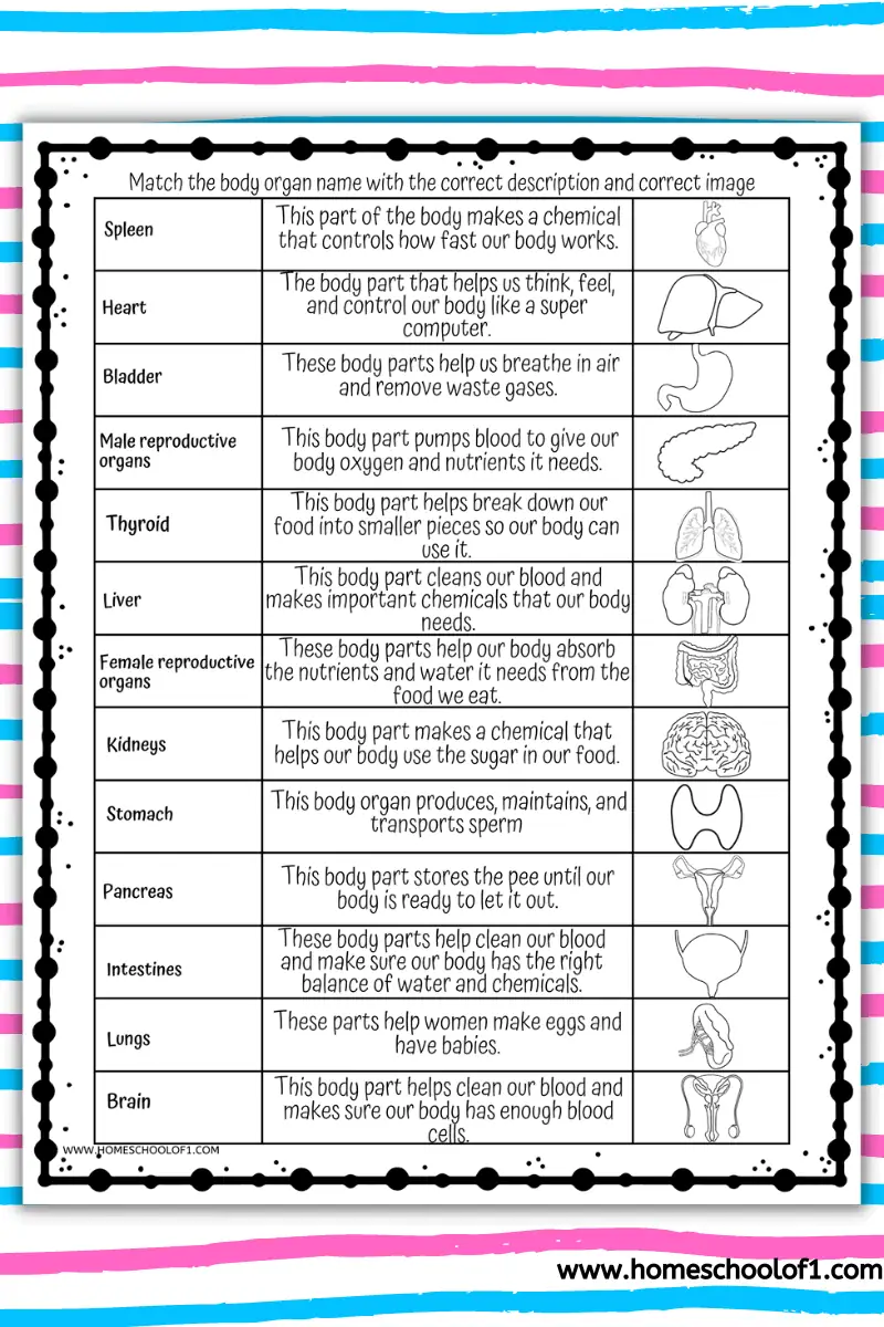 body organs worksheets