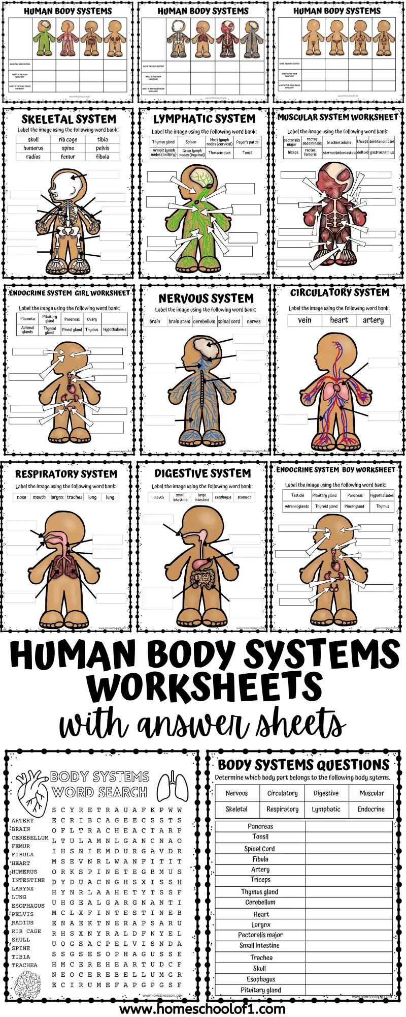body systems paid printables