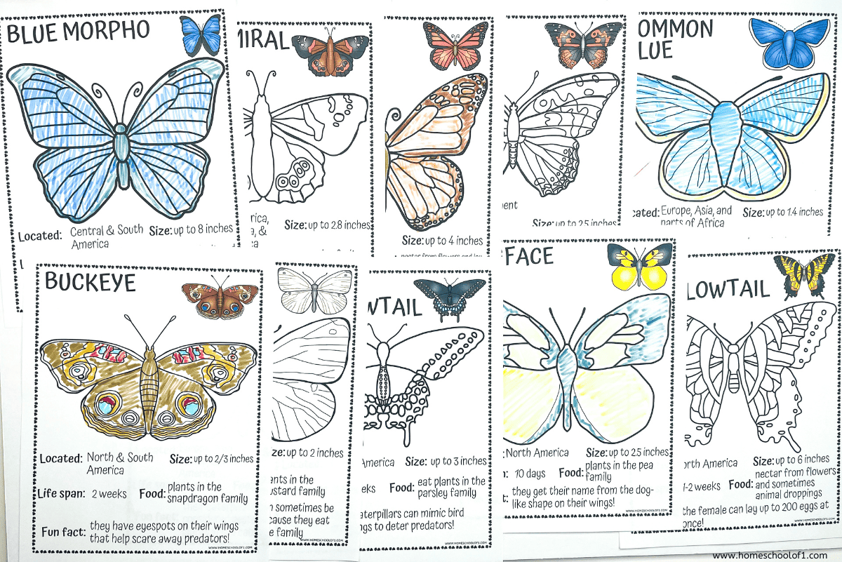 A printable set of butterfly coloring pages featuring labeled illustrations of various species, including Blue Morpho, Buckeye, Dogface, and Common Blue. Each page includes butterfly names, size, location, food sources, and fun facts, with some butterflies partially colored and others left blank for coloring.