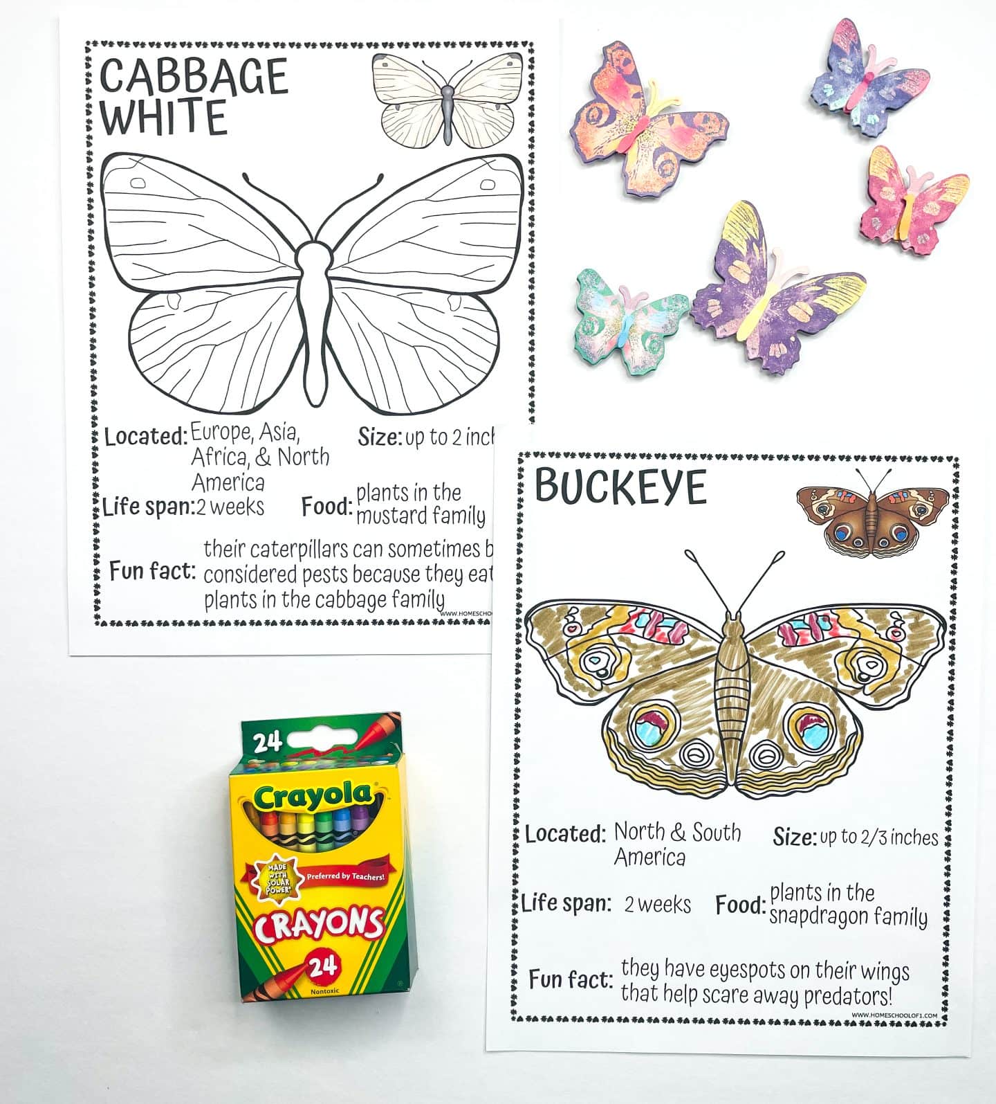 Two butterfly coloring worksheets feature the Cabbage White and Buckeye species, each with labeled sections for location, size, lifespan, food, and a fun fact. The Buckeye is fully colored in earthy browns and bright blues, while the Cabbage White remains uncolored. A box of 24 Crayola crayons and colorful decorative butterfly cutouts are placed nearby.